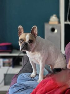 Bouledogue français agressif