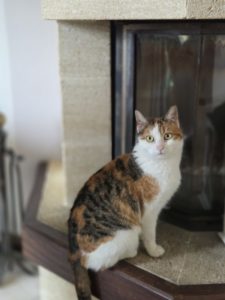 Chat et chaton adoptés