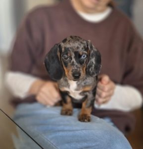 Chiot teckel miniature