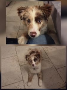 Berger Australien miniature