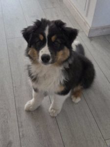 Chiot Berger Australien