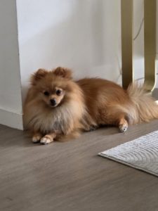 Spitz qui fait pipi à l’intérieur