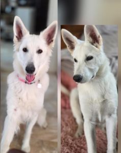 Berger Blanc Suisse