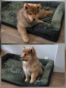 Eurasier chiot
