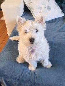 Westie