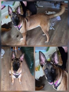 Malinois de 8 mois