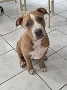 Bully chiot peureux