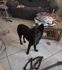 Chiot de Roumanie