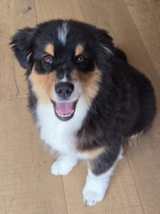 Berger Australien chiot