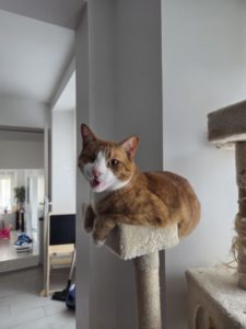 Chat (très) miauleur