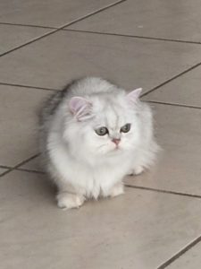 Persan Chinchilla