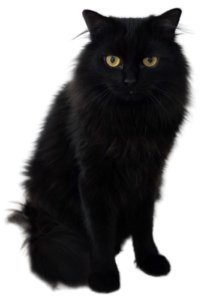 Chat et éliminations naturelles hors litière