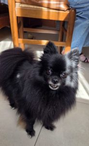 Spitz aboyeur