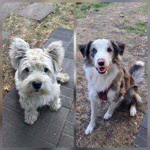Border vs westie