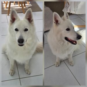 Berger Blanc Suisse phobique du vent