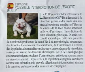 L&rsquo;interdiction d&rsquo;élevage de Bully en Espagne