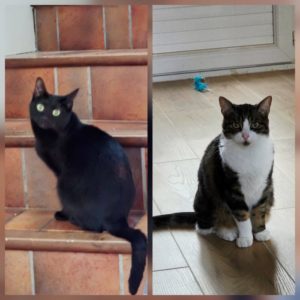 Pipi hors litière