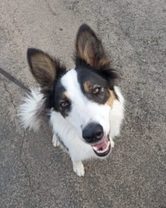 Border Collie mordeur ?